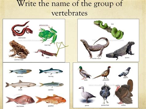 what is a vertebrate|5 Groups of Vertebrates – Characteristics and Examples.